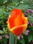 Tulipe_Flamme_rouge_et_jaune