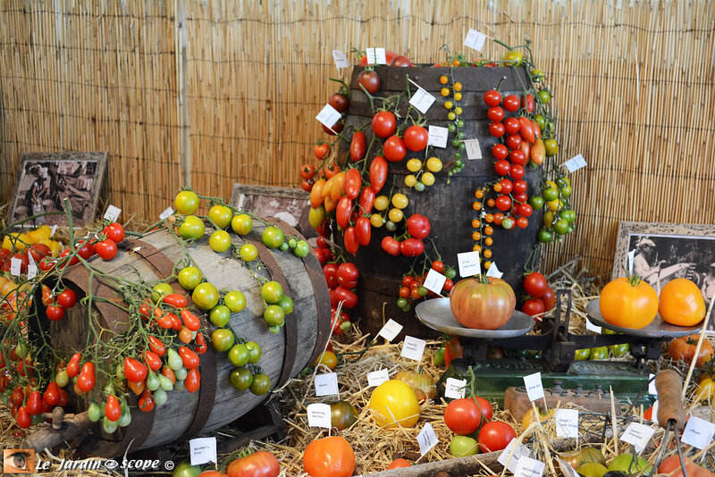PAT_5937-Tomatophiles