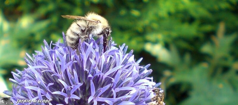 Abeilles_sur_Echinops