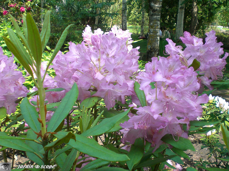 Rhododendrons mauves