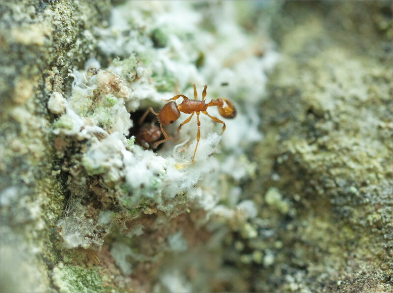 SM mur insectes 160519 13 entrée fourmiliaire fourmis