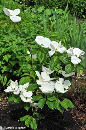 Cornus-Kousa-venus-en-fleurs