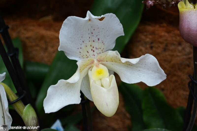 Orchidée-324