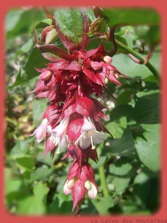 Leycesteria