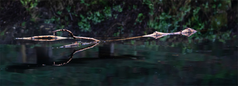 branche reflet pano 261221 ym