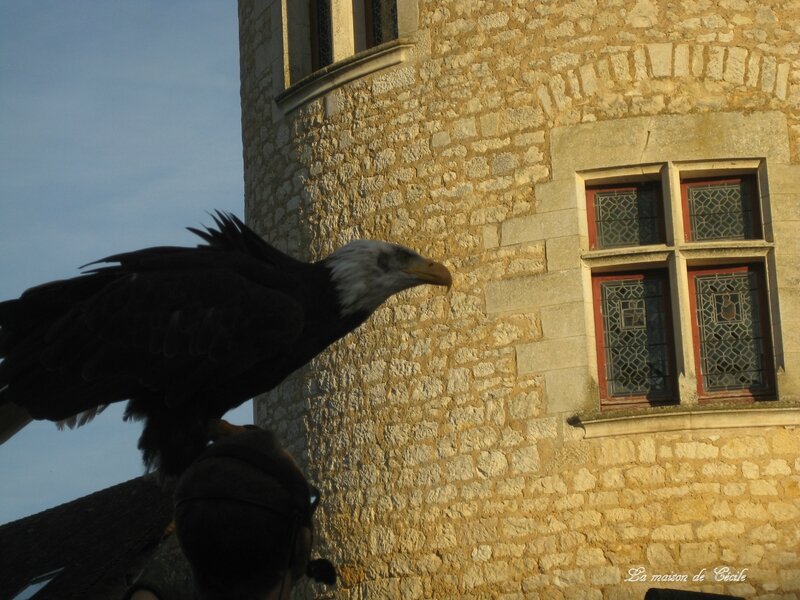 Oiseau