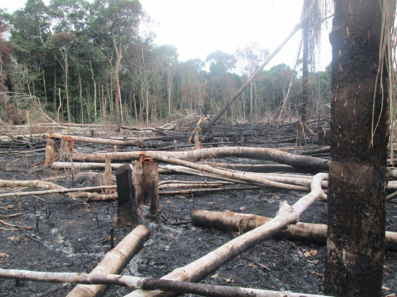 Activites-contre-la-deforestation-2013-005-1024x768