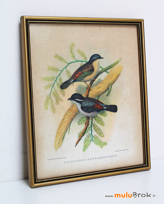 Cadre-LES-OISEAUX-1-muluBrok-Vintage