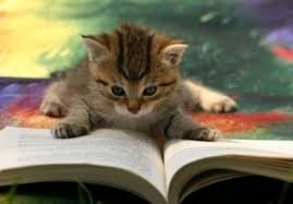 Résultat de recherche d'images pour "chat qui lit"