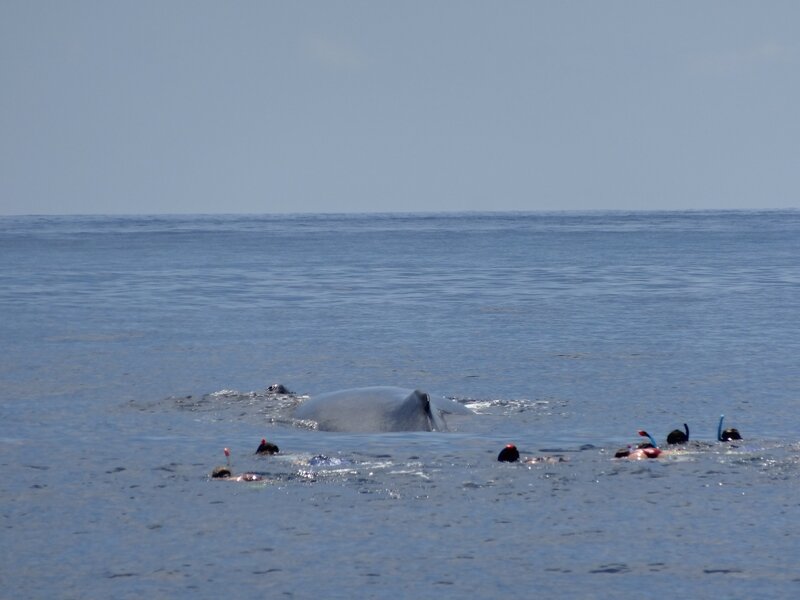 2013-09 - Sortie baleine Laurette 2 021