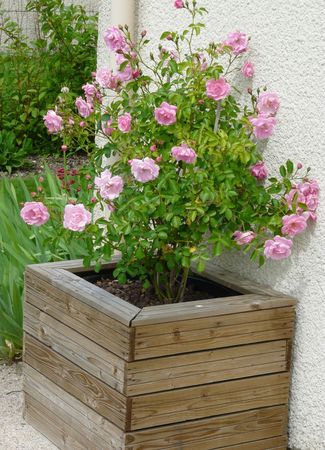 Rosier rose jardinière (4)