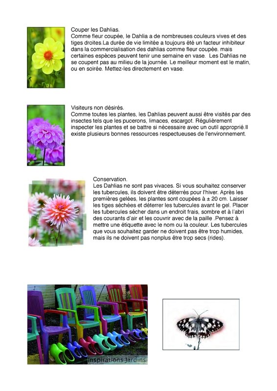 Dahlias_Page_3