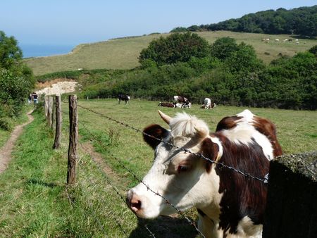 vache