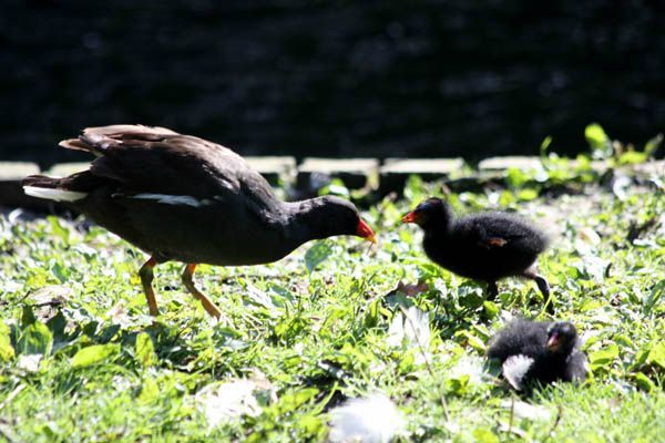 poulebruge-aa