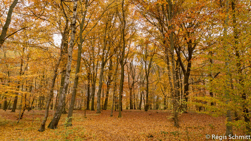 Forêt de Klarenthal 2015 11 02b1