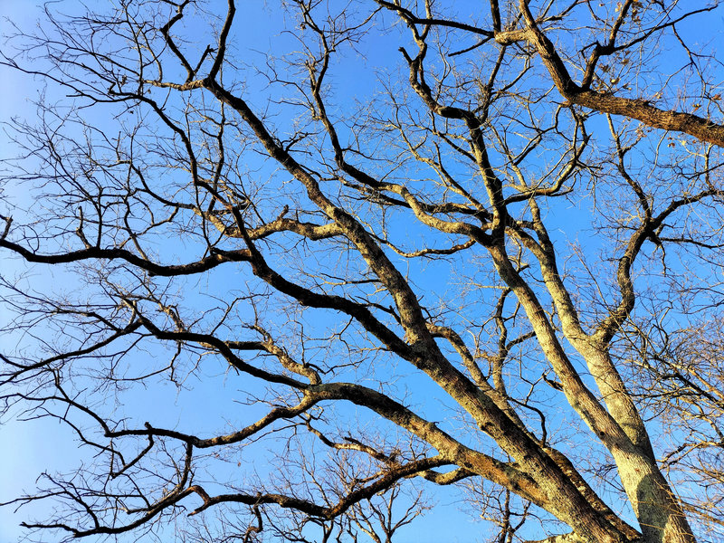 Viellenave-de-Navarrenx, branches en hiver