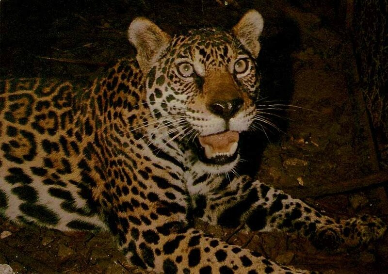jaguar10