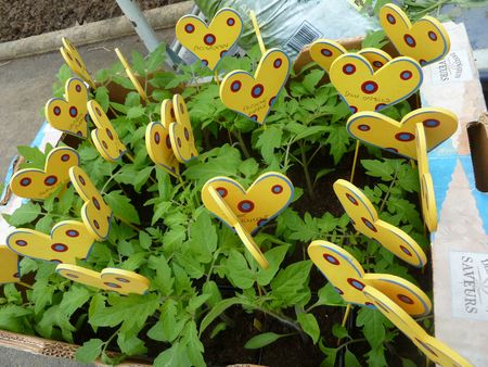 10-tomates à planter (1)