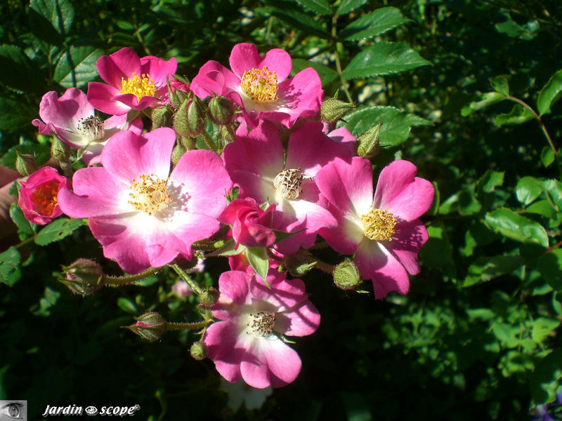 Le fameux rosier 'Mozart' aux multiples petites fleurs