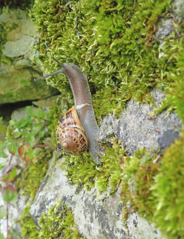 Mur escargot pluie 080519 1