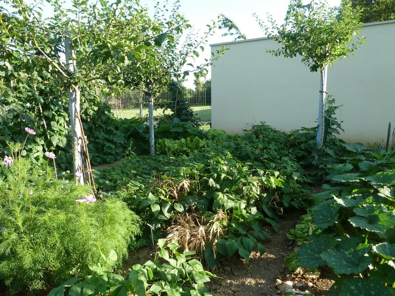 potager 28 juillet 2012 (4)