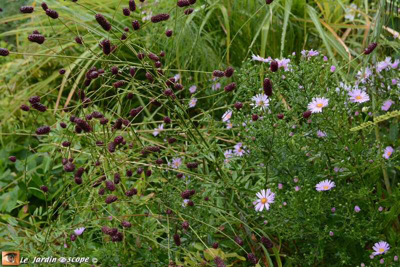 Sanguisorba et Aster