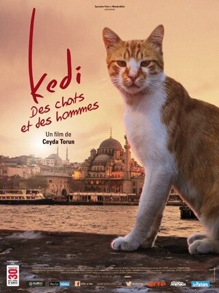 kedi