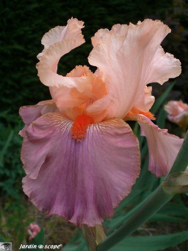 Iris 'Sweet Musette'