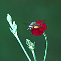 sphinx colibri