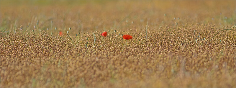 Plaine coquelicots 1 090618