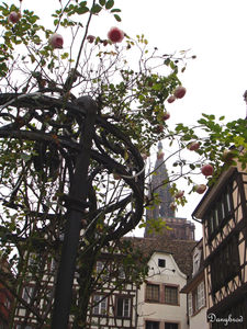 alsace6