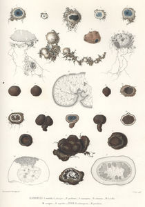tulasne_plate