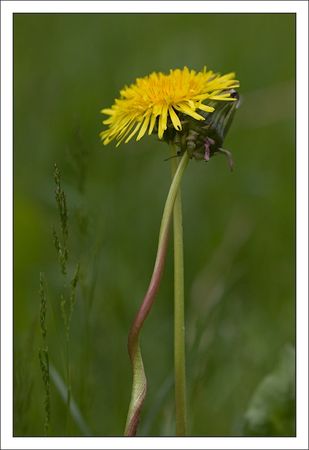 QM_fleurs_pissenlits_120510_2