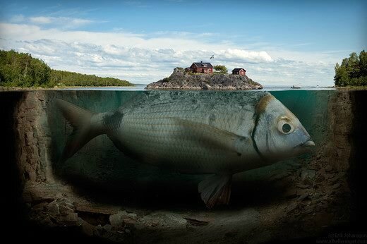 islandfish