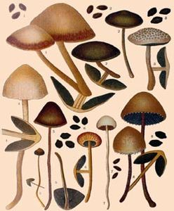 Ricken_panaeolus