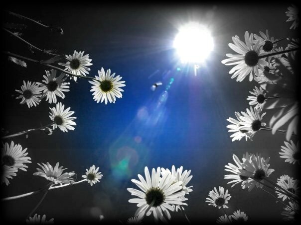 margueritesciel-