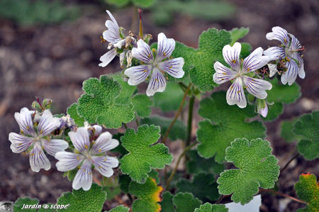 Geranium Renardii
