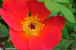 jardins_de_Roquelin_49