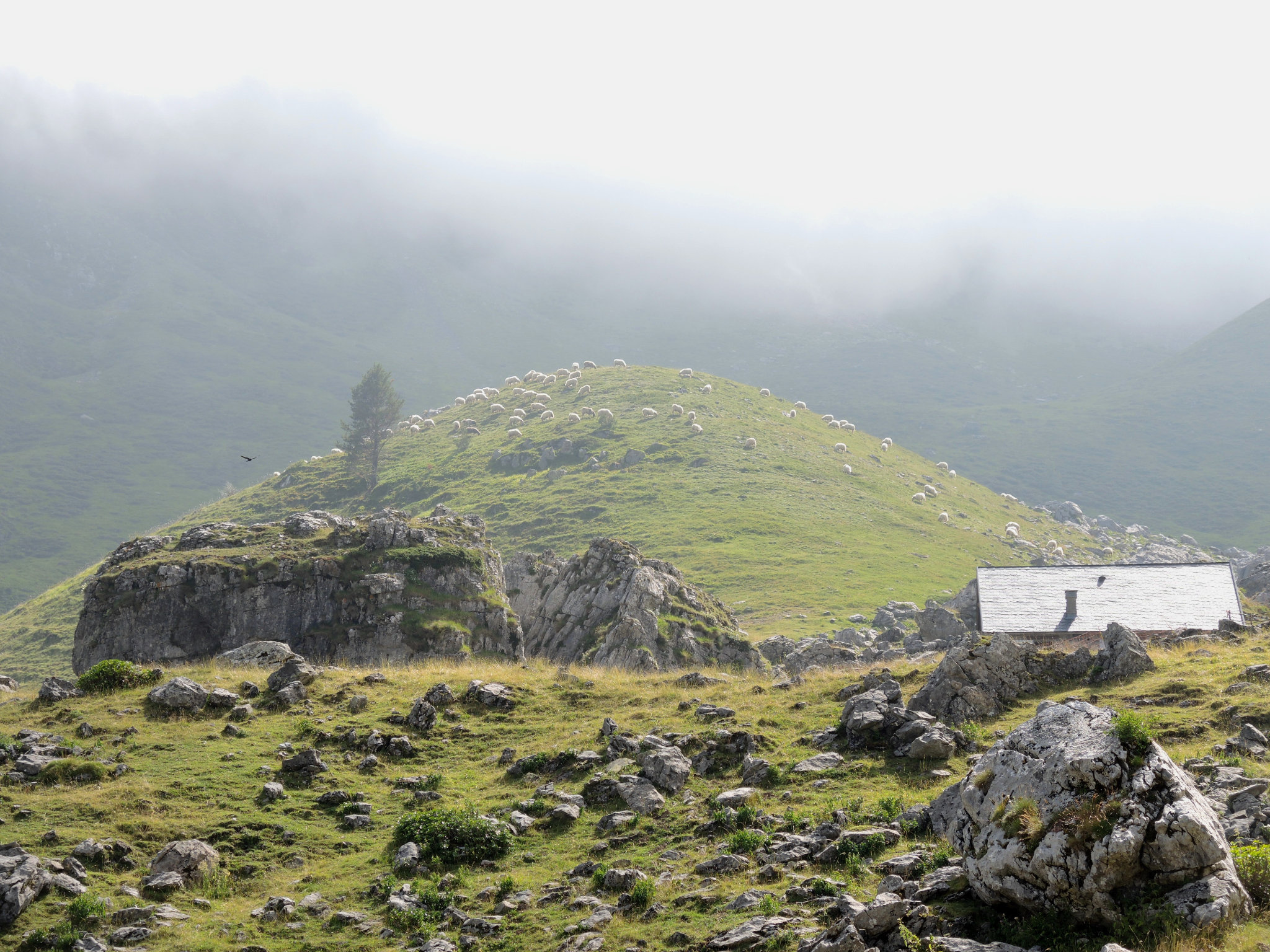 Lescun, d cabanes d'Ansabère, brebis et cabane (64)