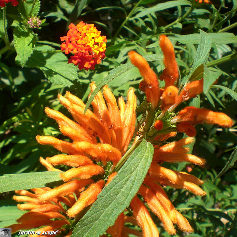 Leonotis leonurus • 