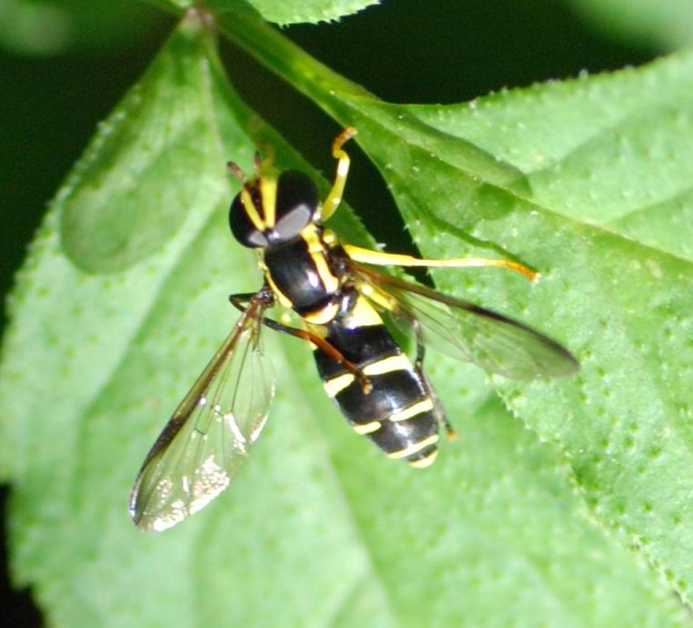 Xanthogramma pedissequum