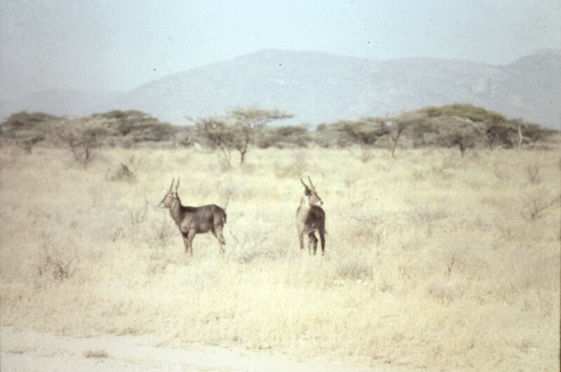 tsavo antilope a