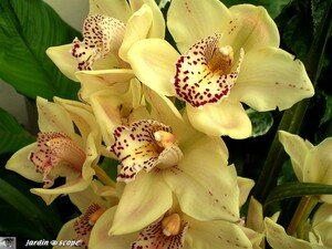 Orchidee_mouche_2