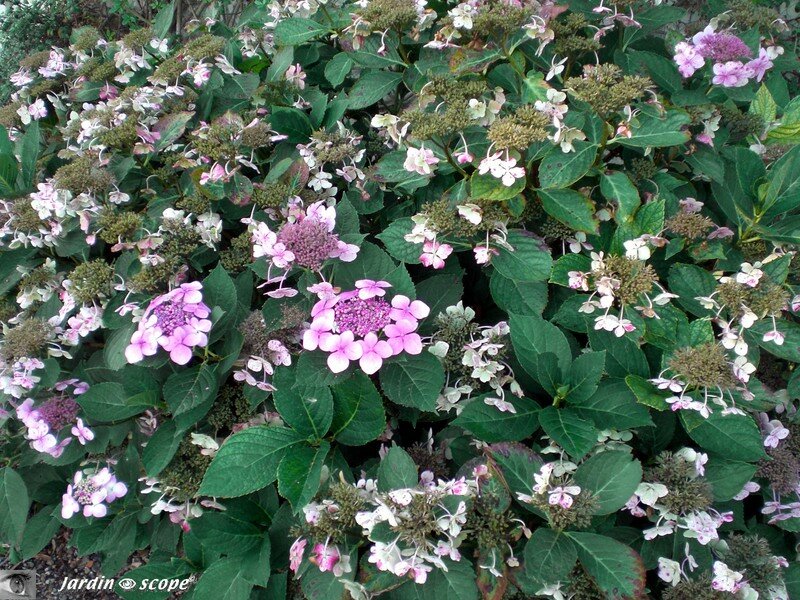 Hortensia en fleurs