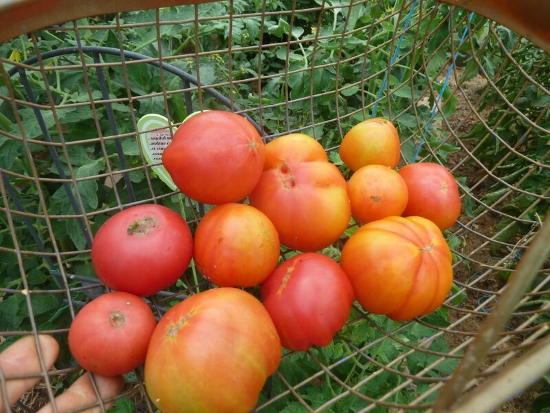 31-tomates (4)