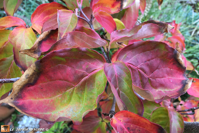 Couleurs-d'automne-6