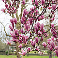 La beauté du magnolia ...