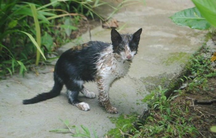 moche-le-chat-front