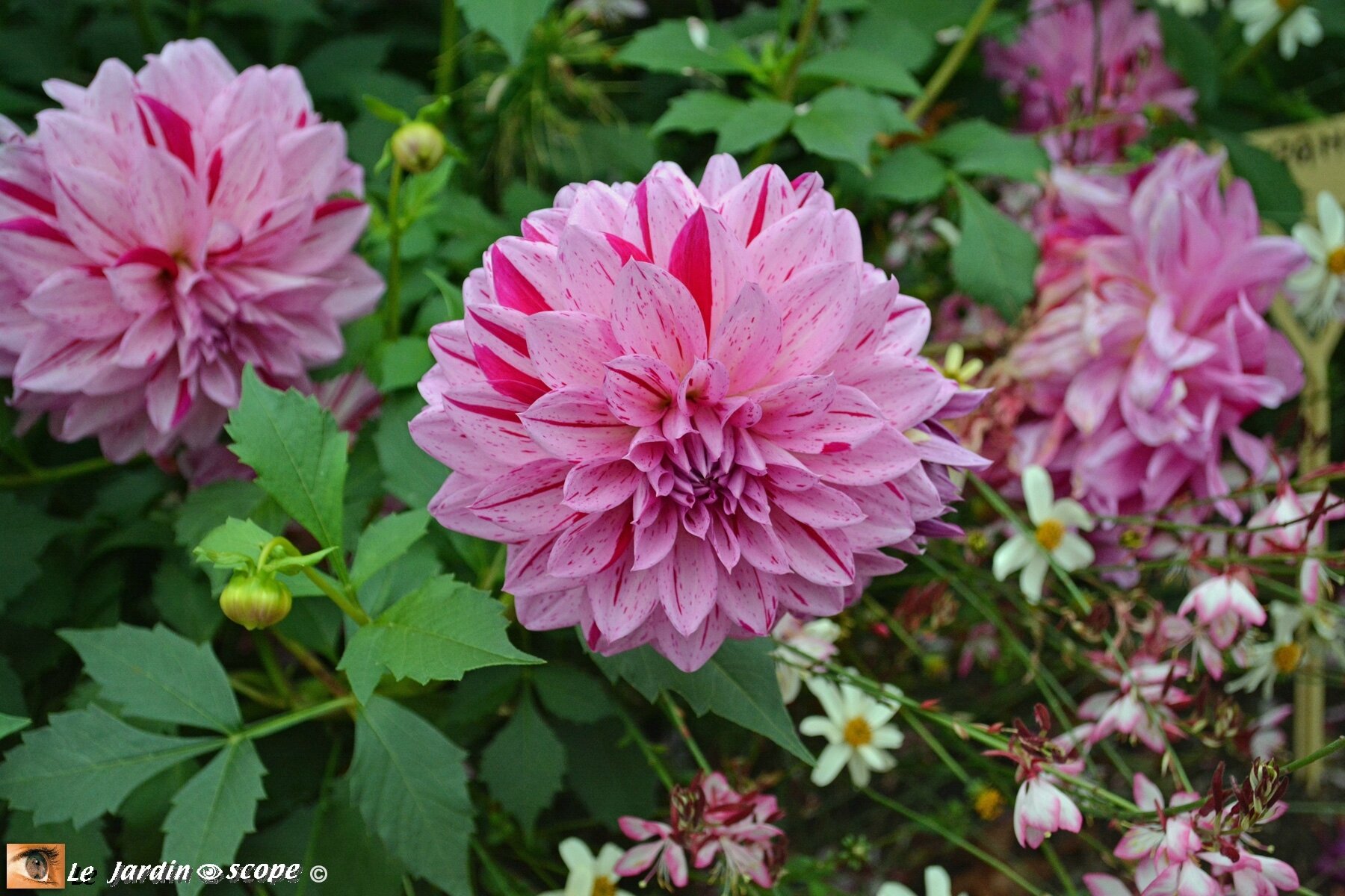 Dahlia-rose-éclaboussé-carmin