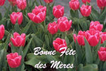 fleurs_f_tes_des_m_res